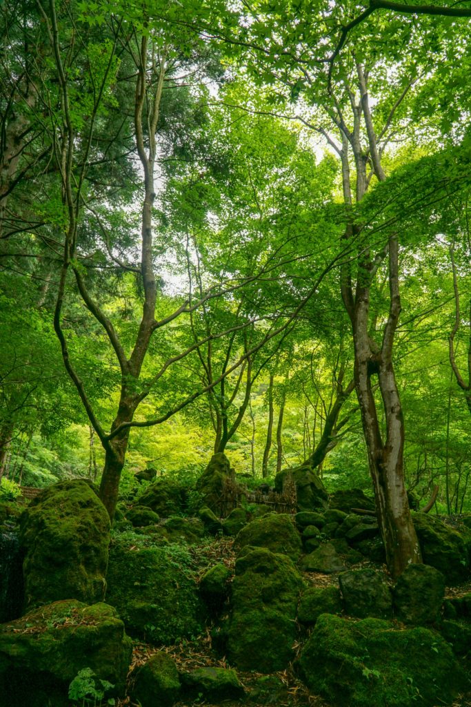 grandeur nature belle forêt verte - grandeur nature